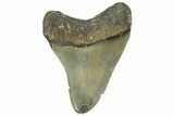 Serrated, Fossil Megalodon Tooth - North Carolina #363703-1